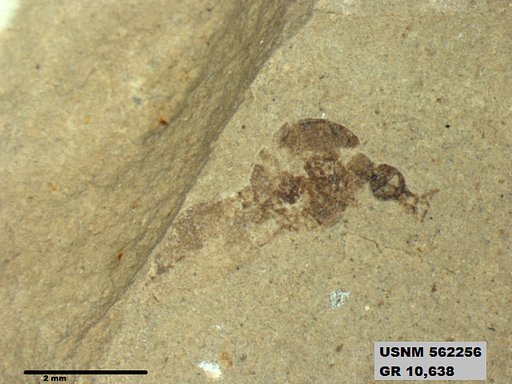 Insecta