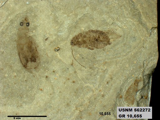 Insecta
