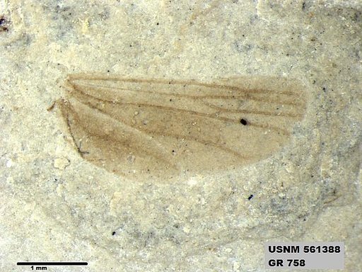Insecta