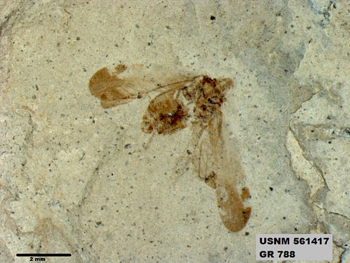 Genus sp