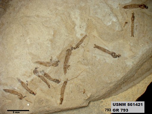 Genus sp