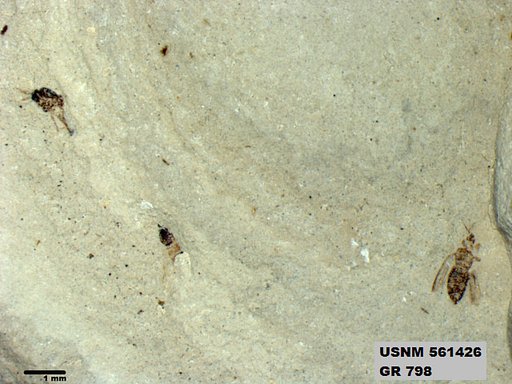 Insecta