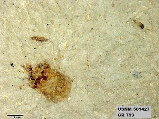 Insecta