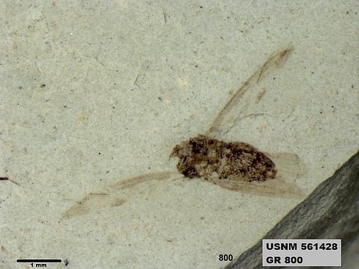 Genus sp