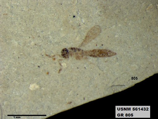 Insecta