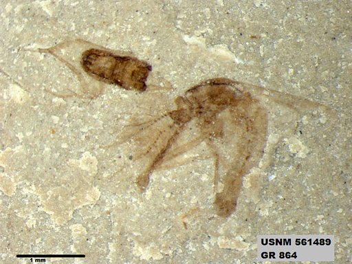 Genus sp