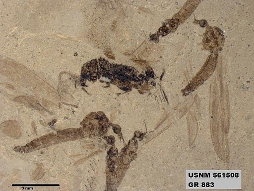 Genus sp