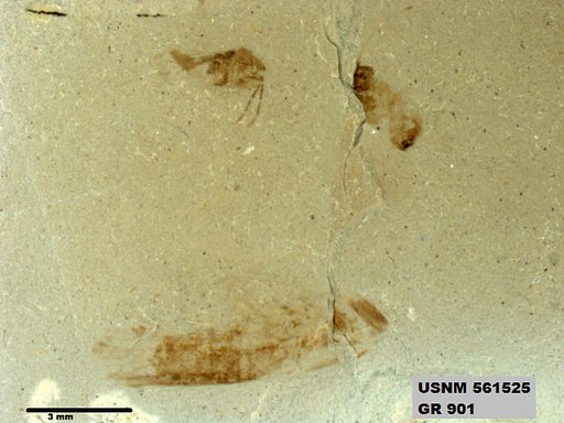 Insecta