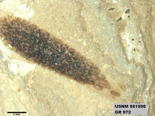Insecta