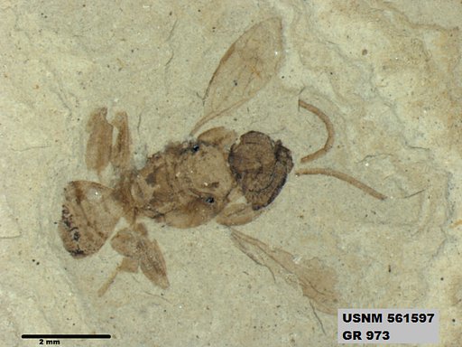 Genus sp