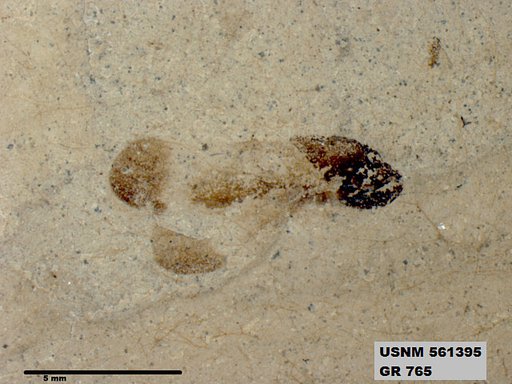 Genus sp