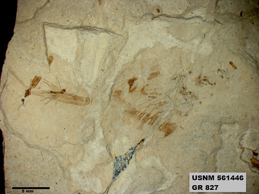 Genus sp