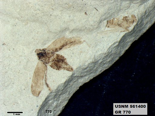 Genus sp