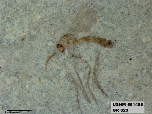 Insecta