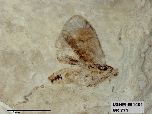 Insecta