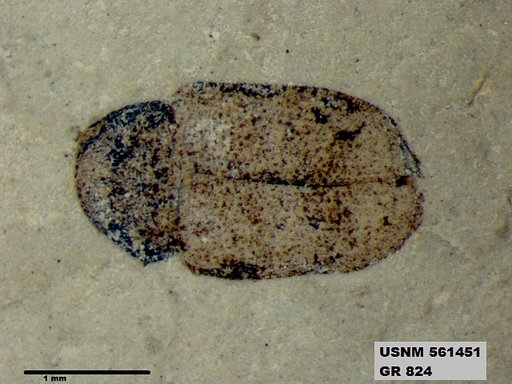 Insecta