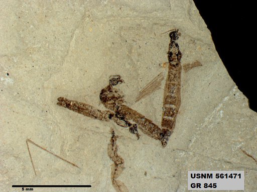 Genus sp