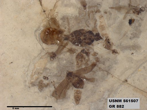 Genus sp