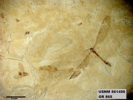 Insecta