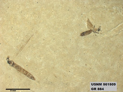 Genus sp