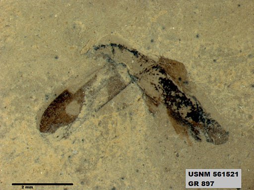 Genus sp