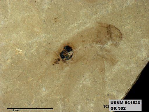 Insecta