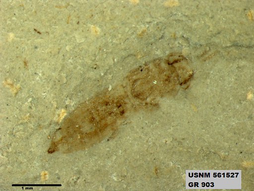 Insecta