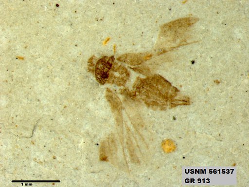 Genus sp