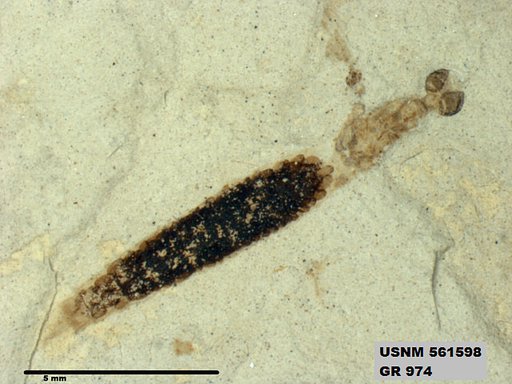Insecta