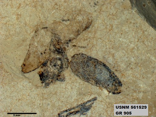 Insecta