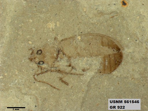 Insecta