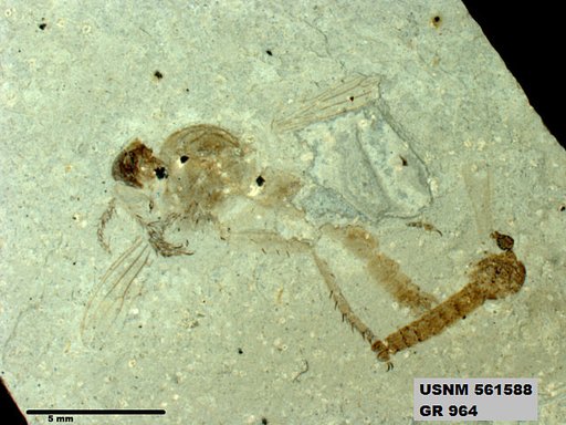 Genus sp