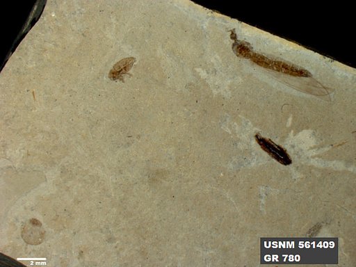 Genus sp