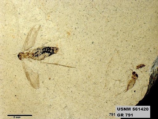 Insecta