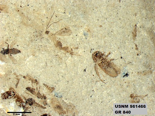 Genus sp