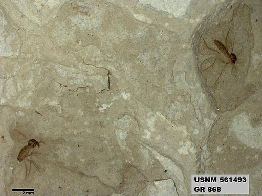 Insecta
