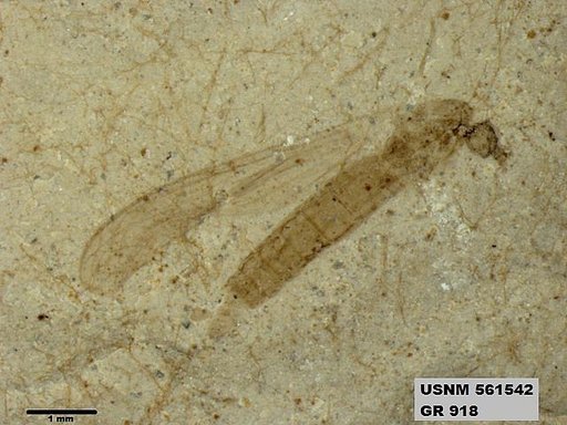 Genus sp