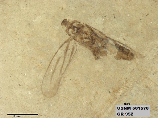 Genus sp