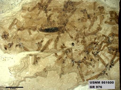 Genus sp