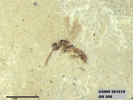 Insecta