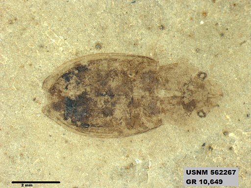 Insecta