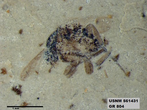 Insecta