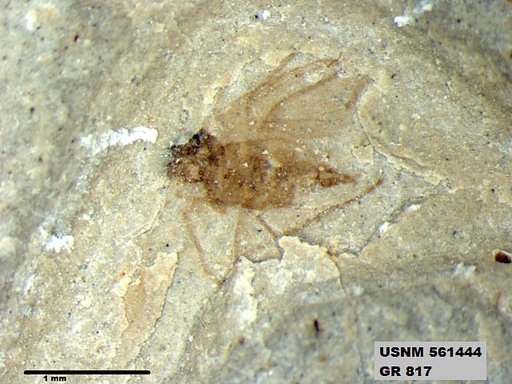 Insecta
