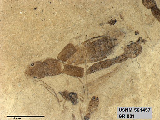 Genus sp