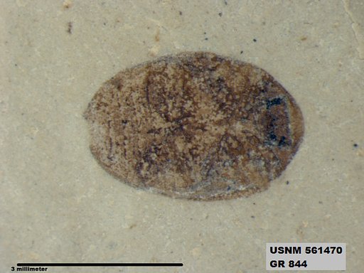 Insecta