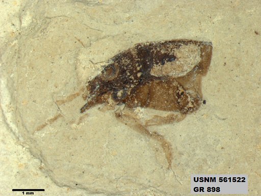 Insecta