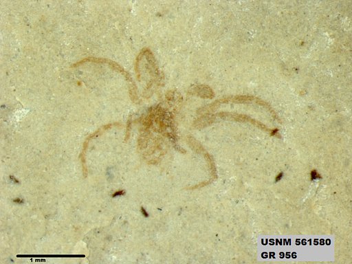 Genus sp