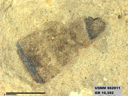 Insecta