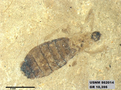 Insecta