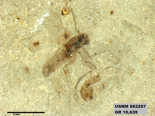 Insecta